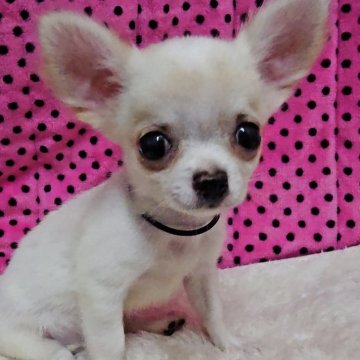 チワワ(ロング)【京都府・女の子・2025年9月1日・ホワイト&クリーム】の写真「お目目クリクリ可愛い女の子です🎀」