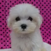 マルチーズ