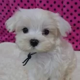 マルチーズ