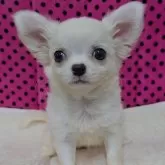 チワワ(ロング)