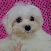 マルチーズ