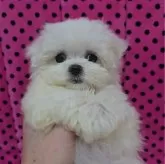 マルチーズ【京都府・女の子・2025年2月19日・ホワイト】の写真1