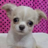 チワワ(ロング)