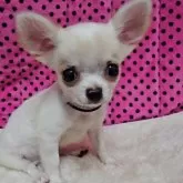 チワワ(ロング)【京都府・女の子・2025年9月1日・ホワイト&クリーム】の写真7