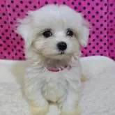 マルチーズ【京都府・女の子・2025年8月31日・ホワイト】の写真4