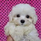 マルチーズ【京都府・女の子・2025年8月31日・ホワイト】の写真3