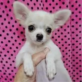チワワ(ロング)【京都府・女の子・2025年9月1日・ホワイト&クリーム】の写真6