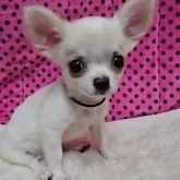 チワワ(ロング)【京都府・女の子・2025年9月1日・ホワイト&クリーム】の写真8