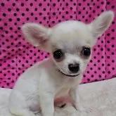 チワワ(ロング)【京都府・女の子・2025年9月1日・ホワイト&クリーム】の写真9