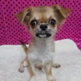 チワワ(ロング)【京都府・男の子・2025年7月10日・フォーン】の写真3