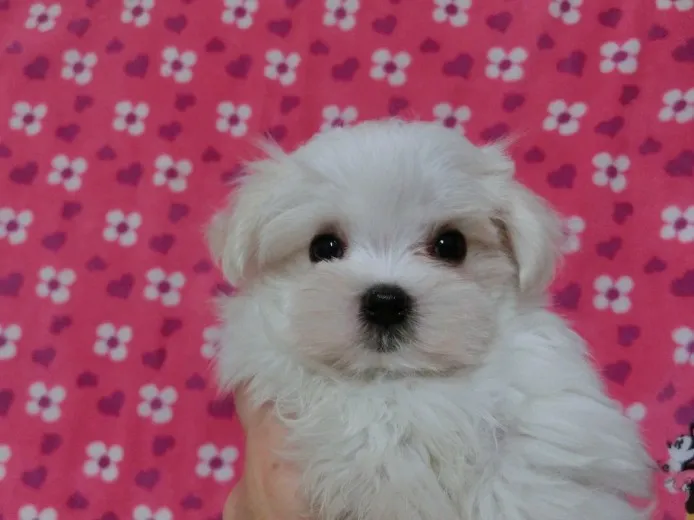 ID：1311-00614の子犬