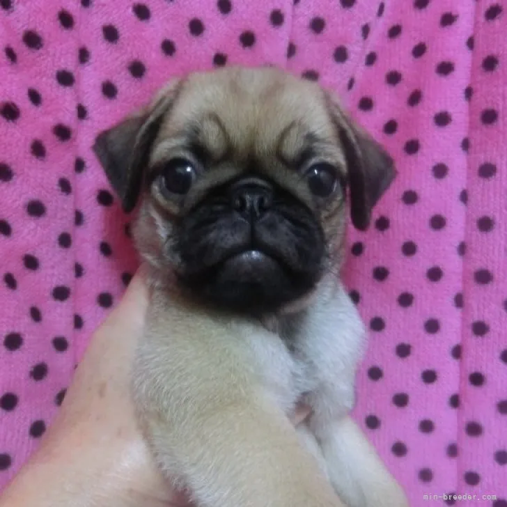 k−fu 様のお迎えした子犬
