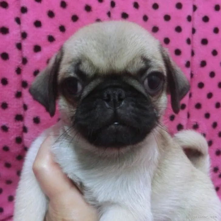 M.G 様のお迎えした子犬