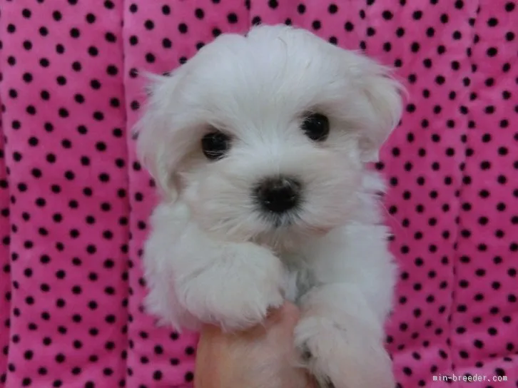 ID:1512-00181の子犬