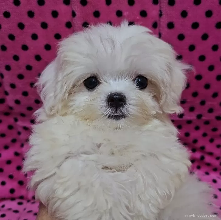 I.M 様のお迎えした子犬