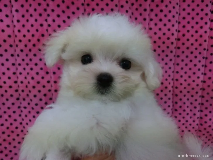 いーちゃん 様のお迎えした子犬