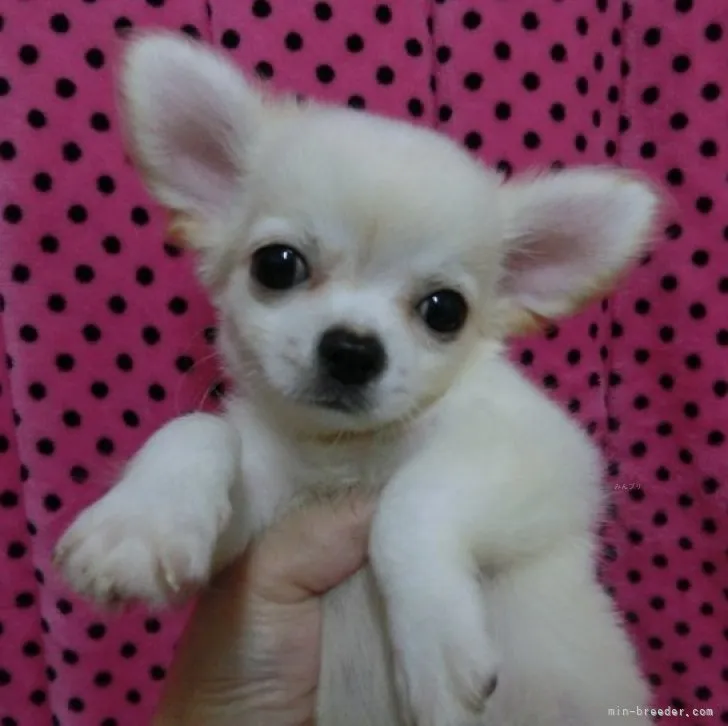 ID：2310-00015の子犬