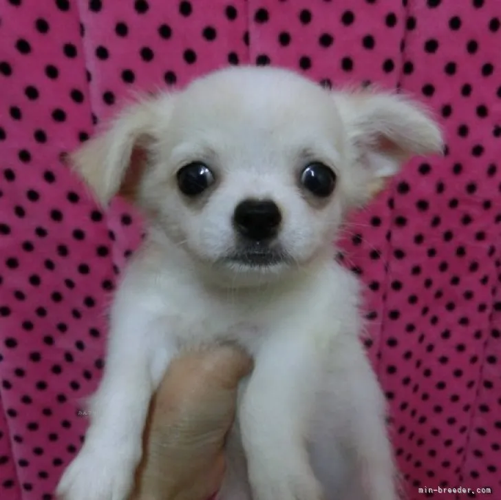 ID：2310-02963の子犬