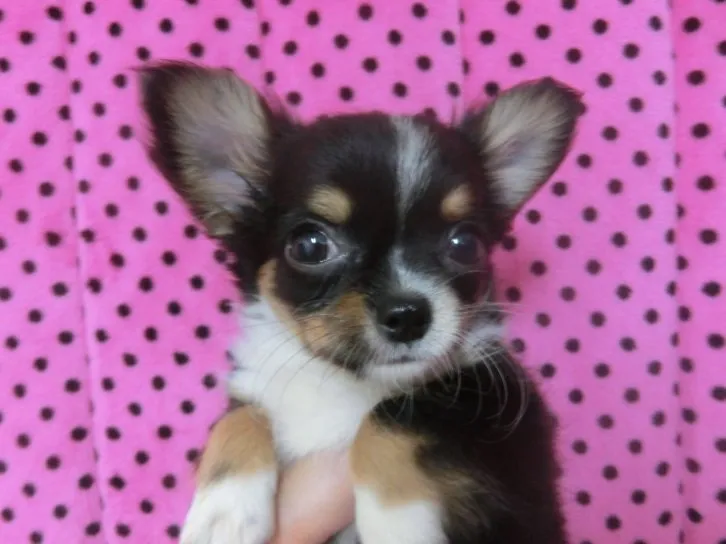 ここっと 様のお迎えした子犬