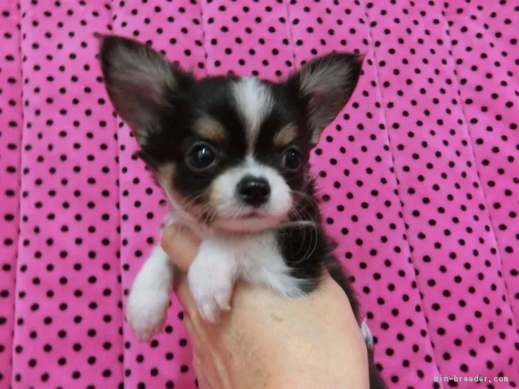 チョコチップ 様のお迎えした子犬
