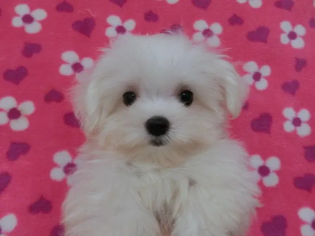 ID：1410-00556の子犬