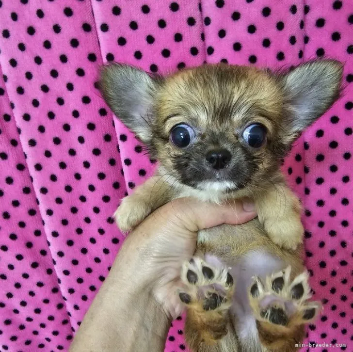 ID:2306-06122の子犬