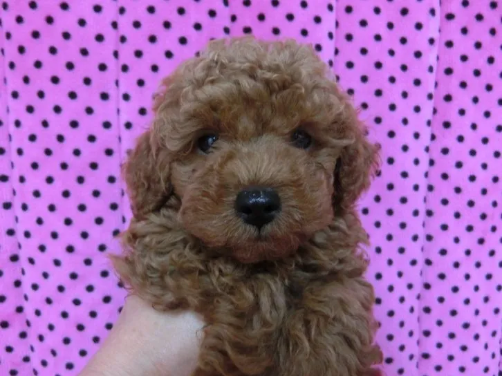 よっし~ 様のお迎えした子犬
