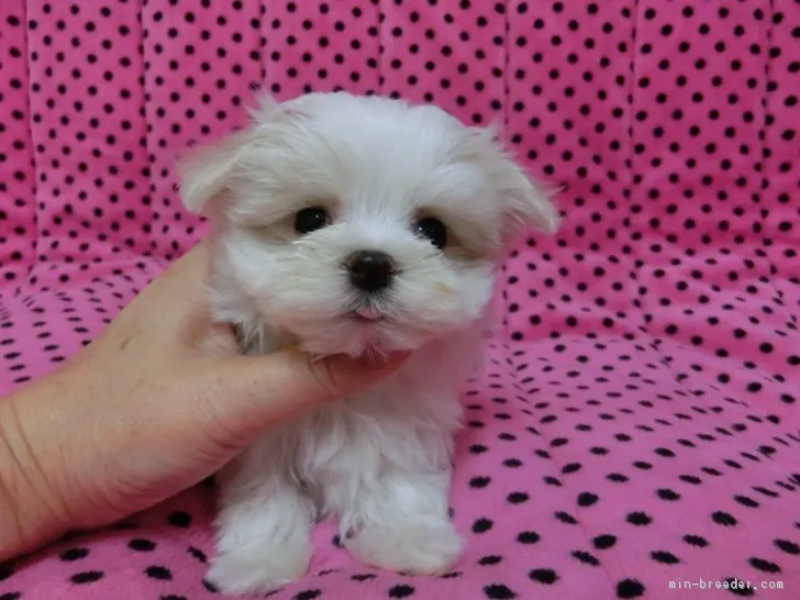 ID:1703-01772の子犬