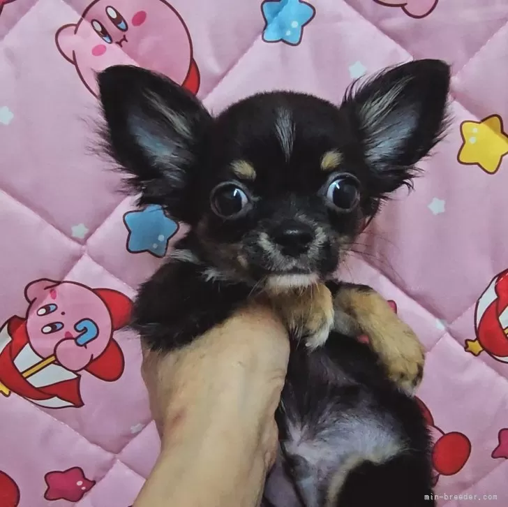 ID：2401-02739の子犬