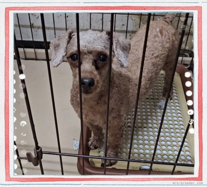 タイニープードル【・女の子・2020年5月30日・レッド】