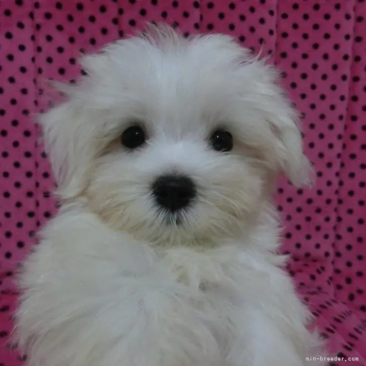 ID：2208-02419の子犬