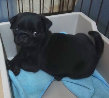 パグ【京都府・男の子・2019年10月8日・ブラック】の写真「甘えん坊の可愛いボクです❣️」