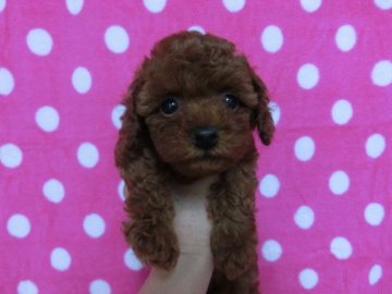 トイプードル(タイニー)【京都府・女の子・2015年4月9日・レッド】の写真「かわいいお顔の女の子です☆」