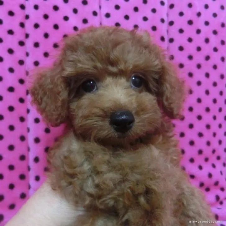 ID：2210-01926の子犬