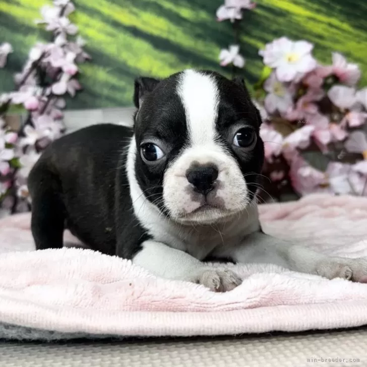 ID：2503-06315の子犬