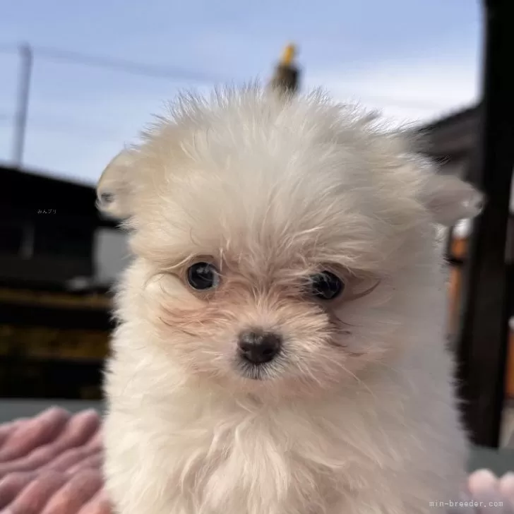 ID：2601-03897の子犬