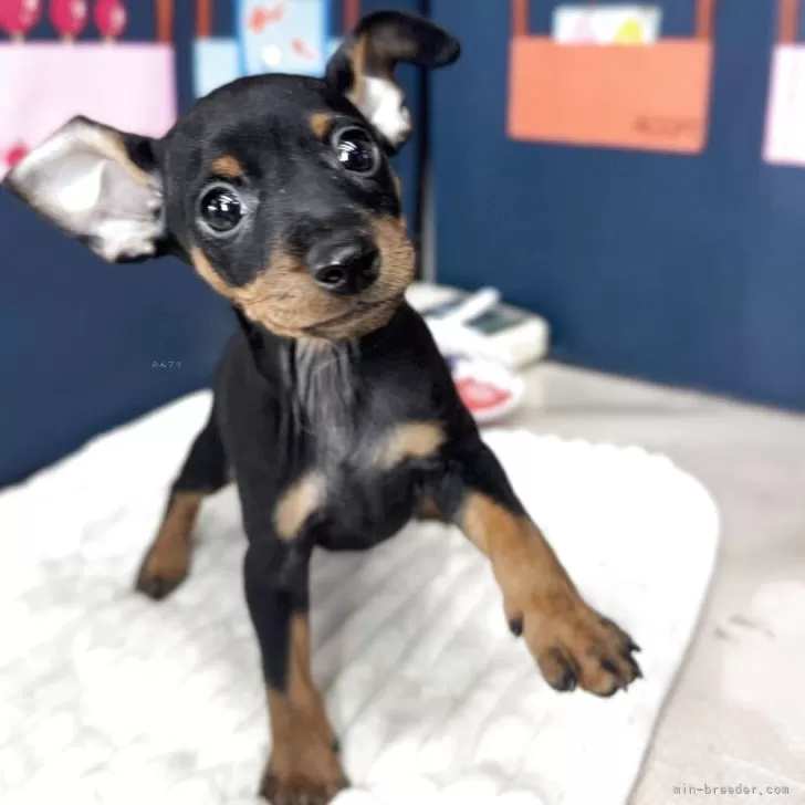 ID:2507-05726の子犬