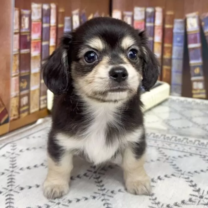 ID:2411-00944の子犬