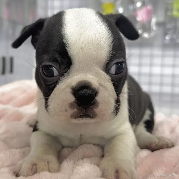 ID：2508-08066の子犬