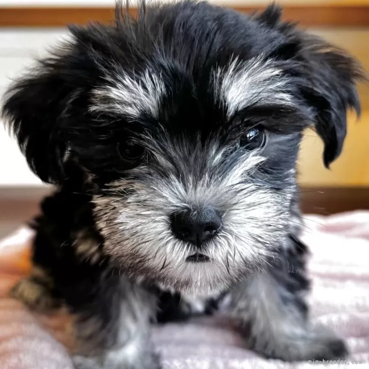 ID:2508-02576の子犬