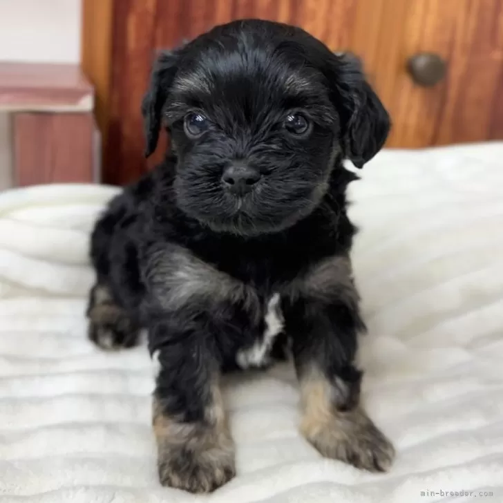 ID:2412-07173の子犬