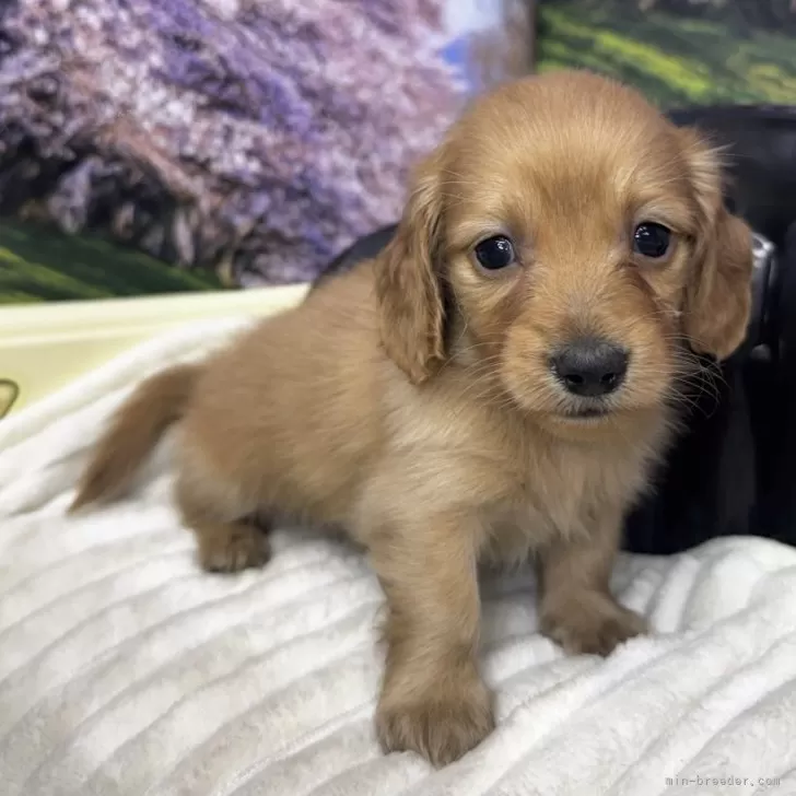 ID：2504-03577の子犬