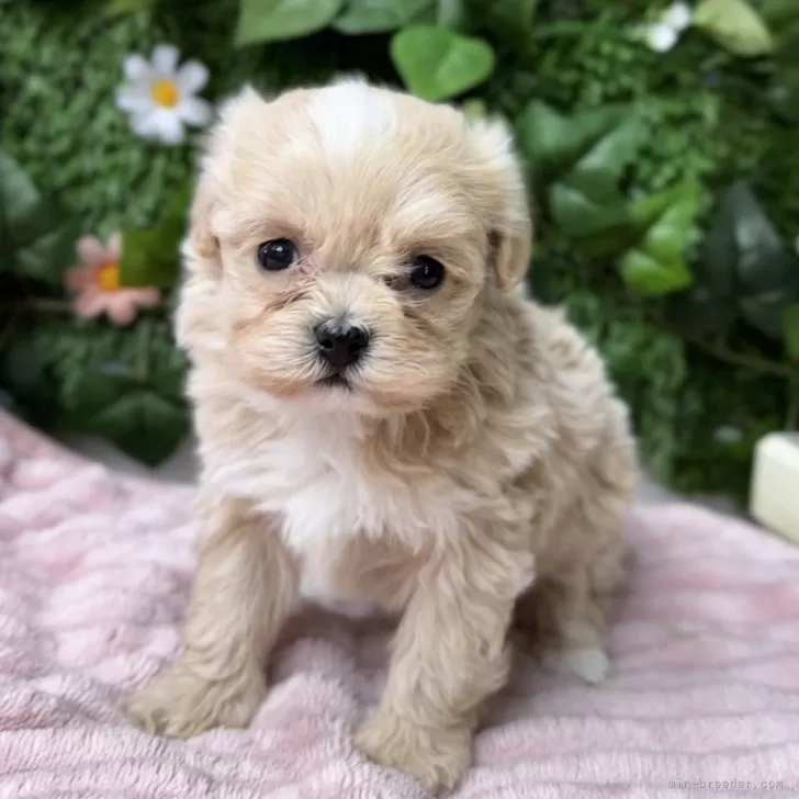 ID:2503-00242の子犬