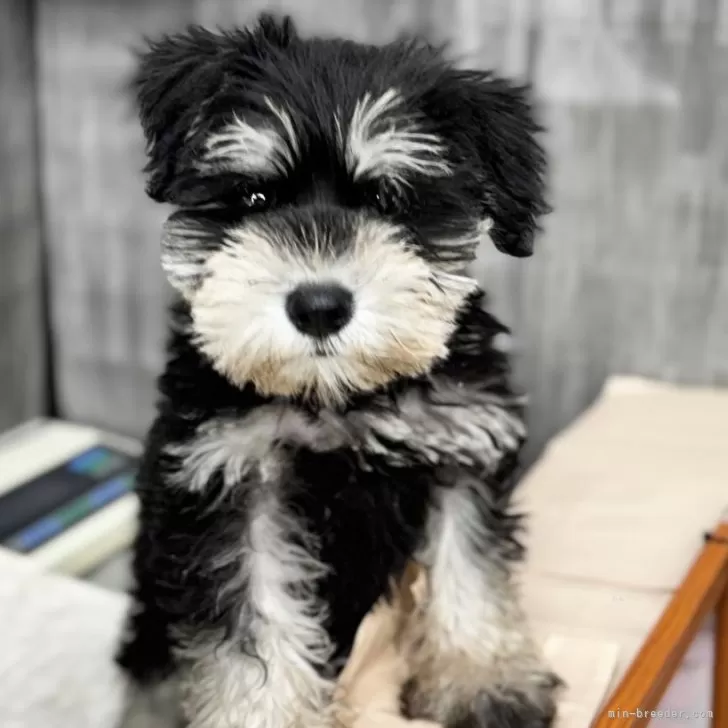 ID:2504-03594の子犬