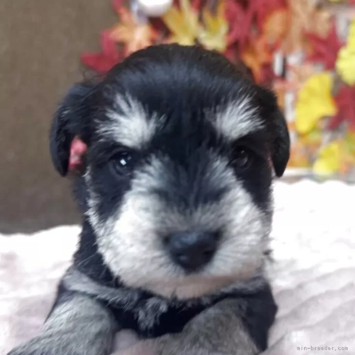 ミニチュアシュナウザー【埼玉県・女の子・2025年10月30日・ブラック&amp;シルバー】の写真1