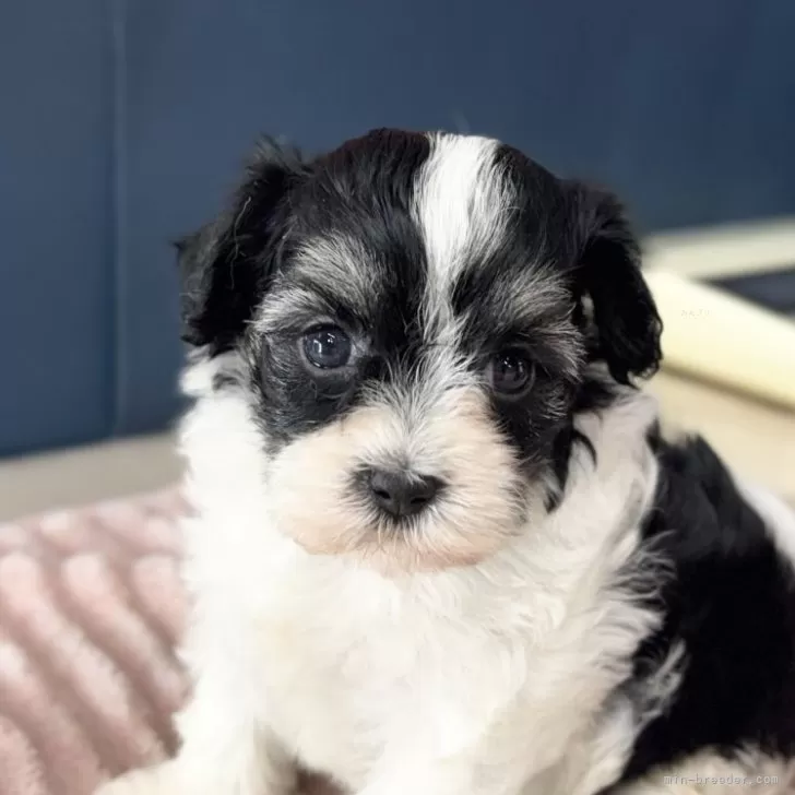 N.S 様のお迎えした子犬