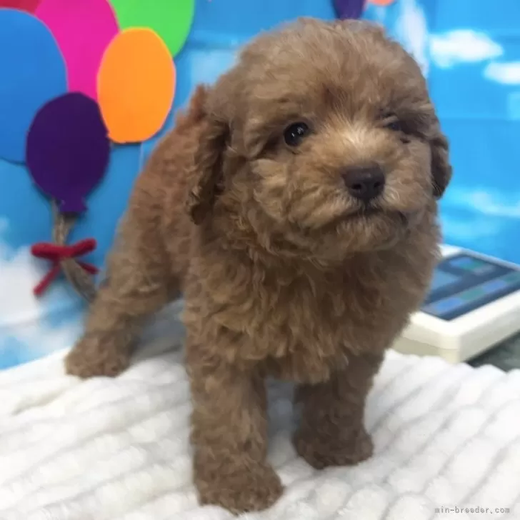 ID：2507-04108の子犬