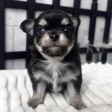 チワワ(ロング)【埼玉県・男の子・2025年9月28日・ブラック&タン】の写真「可愛い男の子」