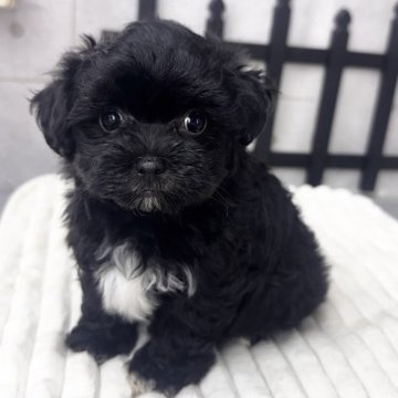 マルプー(マルチーズ×トイプードル)【埼玉県・女の子・2025年9月7日・ブラック&ホワイト】の写真「お顔がマルチーズ寄りです」