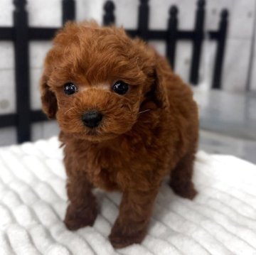 トイプードル(トイ)【埼玉県・男の子・2025年9月13日・レッド】の写真「小柄な男の子
10/27時点で500gです」